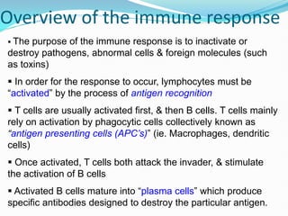 Overview of the immune response
 The purpose of the immune response is to inactivate or
destroy pathogens, abnormal cells & foreign molecules (such
as toxins)
 In order for the response to occur, lymphocytes must be
“activated” by the process of antigen recognition
 T cells are usually activated first, & then B cells. T cells mainly
rely on activation by phagocytic cells collectively known as
“antigen presenting cells (APC’s)” (ie. Macrophages, dendritic
cells)
 Once activated, T cells both attack the invader, & stimulate
the activation of B cells
 Activated B cells mature into “plasma cells” which produce
specific antibodies designed to destroy the particular antigen.
 