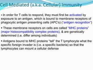 Cell Mediated (a.k.a. Cellular) Immunity
 In order for T cells to respond, they must first be activated by
exposure to an antigen, which is bound to membrane receptors of
phagocytic antigen presenting cells (APC’s) (“antigen recognition”)
 These membrane receptors on cells are called “MHC proteins”
(major histocompatibility complex proteins), & are genetically
determined (i.e. differ among individuals)
 Antigens bound to MHC proteins “tell” the T lymphocyte what the
specific foreign invader is (i.e. a specific bacteria) so that the
lymphocytes can mount a cellular defense
 