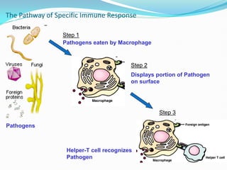 The Pathway of Specific Immune Response
Pathogens
Pathogens eaten by Macrophage
Displays portion of Pathogen
on surface
Helper-T cell recognizes
Pathogen
Step 1
Step 2
Step 3
 