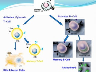 Activates B- Cell
Activates Cytotoxic
T- Cell
Memory B-Cell
Memory T-Cell
Kills Infected Cells
Antibodies
 
