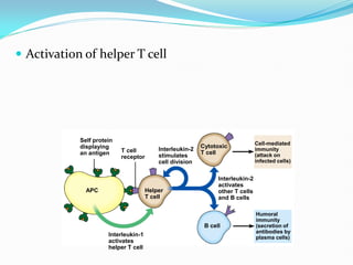  Activation of helper T cell
Self protein
displaying
an antigen T cell
receptor
Interleukin-2
stimulates
cell division
Cytotoxic
T cell
Interleukin-2
activates
other T cells
and B cells
Cell-mediated
immunity
(attack on
infected cells)
Humoral
immunity
(secretion of
antibodies by
plasma cells)
B cell
Helper
T cell
APC
Interleukin-1
activates
helper T cell
 