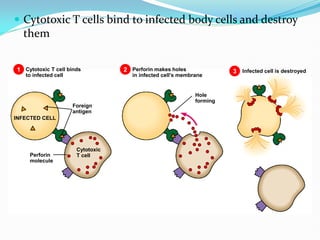  Cytotoxic T cells bind to infected body cells and destroy
them
Cytotoxic T cell binds
to infected cell
1 2 3
Perforin makes holes
in infected cell’s membrane
Infected cell is destroyed
INFECTED CELL
Perforin
molecule
Cytotoxic
T cell
Foreign
antigen
Hole
forming
 