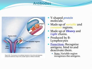 Antibodies
 Y-shaped protein
molecule.
 Made up of variable and
constant regions.
 Made up of Heavy and
Light chains.
 Produced by B-
Lymphocytes
 Function: Recognize
antigens, bind to and
deactivate them.
 Note: Variable region
recognizes the anitgens.
 