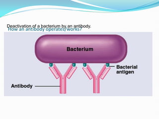 How an antibody operates/works?
Deactivation of a bacterium by an antibody.
 