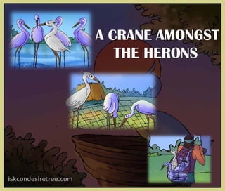 A crane amongst_the_herons