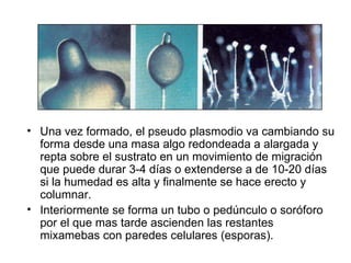 Acrasiomycetes PPT
