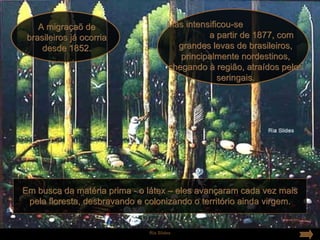 A migraçaõ de                      Mas intensificou-se
 brasileiros já ocorria                          a partir de 1877, com
     desde 1852.                         grandes levas de brasileiros,
                                          principalmente nordestinos,
                                       chegando à região, atraídos pelos
                                                    seringais.




Em busca da matéria prima - o látex – eles avançaram cada vez mais
 pela floresta, desbravando e colonizando o território ainda virgem.


                               Ria Slides
 