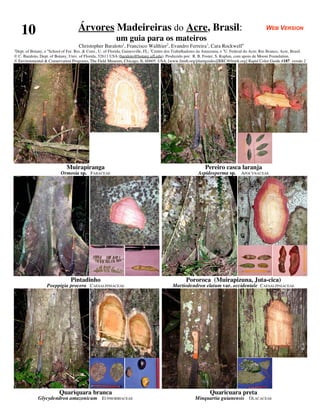 10                               Árvores Madeireiras do Acre, Brasil:                                                                          WEB VERSION
                                                           um guia para os mateiros
                                     Christopher Baraloto1, Francisco Walthier2, Evandro Ferreira3, Cara Rockwell4
1
  Dept. of Botany, e 4 School of For. Res. & Cons., U. of Florida, Gainesville, FL; 2Centro dos Trabalhadores da Amazonia, e 3U. Federal do Acre, Rio Branco, Acre, Brasil.
© C. Baraloto, Dept. of Botany, Univ. of Florida, 32611 USA (baraloto@botany.ufl.edu). Produzido por: R. B. Foster, S. Kaplan, com apoio de Moore Foundation.
© Environmental & Conservation Programs, The Field Museum, Chicago, IL 60605 USA. [www.fmnh.org/plantguides][RRC@fmnh.org] Rapid Color Guide #187 versão 2




                              Muirapiranga                                                                      Pereiro casca laranja
                           Ormosia sp. FABACEAE                                                            Aspidosperma sp. APOCYNACEAE




                                 Pintadinho                                                         Pororoca (Muirapizuna, Juta-cica)
                   Poeppigia procera CAESALPINIACEAE                                        Martiodendron elatum var. occidentale CAESALPINIACEAE




                          Quariquara branca                                                                       Quaricuara preta
              Glycydendron amazonicum EUPHORBIACEAE                                                       Minquartia guianensis OLACACEAE
 