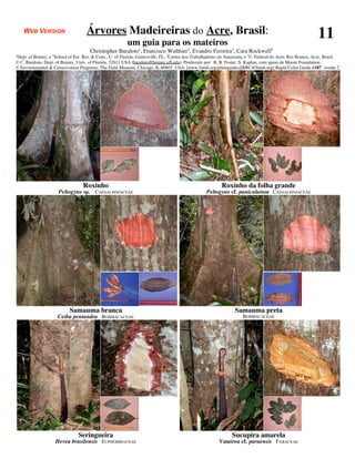 WEB VERSION                     Árvores Madeireiras do Acre, Brasil:                                                                                    11
                                                         um guia para os mateiros
                                      Christopher Baraloto1, Francisco Walthier2, Evandro Ferreira3, Cara Rockwell4
1
Dept. of Botany, e School of For. Res. & Cons., U. of Florida, Gainesville, FL; 2Centro dos Trabalhadores da Amazonia, e 3U. Federal do Acre, Rio Branco, Acre, Brasil.
                  4

© C. Baraloto, Dept. of Botany, Univ. of Florida, 32611 USA (baraloto@botany.ufl.edu). Produzido por: R. B. Foster, S. Kaplan, com apoio de Moore Foundation.
© Environmental & Conservation Programs, The Field Museum, Chicago, IL 60605 USA. [www.fmnh.org/plantguides][RRC@fmnh.org] Rapid Color Guide #187 versão 2




                                  Roxinho                                                                 Roxinho da folha grande
                       Peltogyne sp. CAESALPINIACEAE                                              Peltogyne cf. paniculatum CAESALPINIACEAE




                           Samauma branca                                                                        Samauma preta
                      Ceiba pentandra BOMBACACEAE                                                                    BOMBACACEAE




                                Seringueira                                                                    Sucupira amarela
                      Hevea brasilensis EUPHORBIACEAE                                                    Vatairea cf. paraensis FABACEAE
 