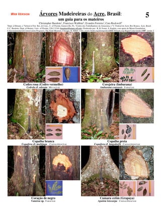 WEB VERSION                     Árvores Madeireiras do Acre, Brasil:                                                                                     5
                                                          um guia para os mateiros
                                    Christopher Baraloto1, Francisco Walthier2, Evandro Ferreira3, Cara Rockwell4
1
Dept. of Botany, e School of For. Res. & Cons., U. of Florida, Gainesville, FL; 2Centro dos Trabalhadores da Amazonia, e 3U. Federal do Acre, Rio Branco, Acre, Brasil.
                  4

© C. Baraloto, Dept. of Botany, Univ. of Florida, 32611 USA (baraloto@botany.ufl.edu). Produzido por: R. B. Foster, S. Kaplan, com apoio de Moore Foundation.
© Environmental & Conservation Programs, The Field Museum, Chicago, IL 60605 USA. [www.fmnh.org/plantguides][RRC@fmnh.org] Rapid Color Guide #187 versão 2




                  Cedro rosa (Cedro vermelho)                                                               Cerejeira (Imburana)
                      Cedrela cf. odorata MELIACEAE                                                      Amburana cearensis FABACEAE




                            Copaiba branca                                                                        Copaiba preta
                Copaifera cf. multijuga CAESALPINIACEAE                                            Copaifera cf. langsdorfii CAESALPINIACEAE




                           Coraçáo de negro                                                              Cumaru cetim (Grapaya)
                           Vatairea sp. FABACEAE                                                       Apuleia leiocarpa CAESALPINIACEAE
 