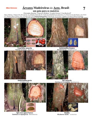 WEB VERSION                     Árvores Madeireiras do Acre, Brasil:                                                                                     7
                                                         um guia para os mateiros
                                       Christopher Baraloto1, Francisco Walthier2, Evandro Ferreira3, Cara Rockwell4
1
Dept. of Botany, e School of For. Res. & Cons., U. of Florida, Gainesville, FL; 2Centro dos Trabalhadores da Amazonia, e 3U. Federal do Acre, Rio Branco, Acre, Brasil.
                  4

© C. Baraloto, Dept. of Botany, Univ. of Florida, 32611 USA (baraloto@botany.ufl.edu). Produzido por: R. B. Foster, S. Kaplan, com apoio de Moore Foundation.
© Environmental & Conservation Programs, The Field Museum, Chicago, IL 60605 USA. [www.fmnh.org/plantguides][RRC@fmnh.org] Rapid Color Guide #187 versão 2




                          Guariúba amarela                                                                    Imbirindiba branca
                      Clarisia racemosa MORACEAE                                                         Buchenavia sp. COMBRETACEAE




                           Imbirindiba preta                                                                        Ipê amarelo
                                COMBRETACEAE                                                         Tabebuia cf. serratifolia BIGNONIACEAE




                        Ipê roxo (pau d’arco)                                                                           Itauba
                Tabebuia cf. impetiginosa BIGNONIACEAE                                                    Mezilaurus itauba LAURACEAE
 