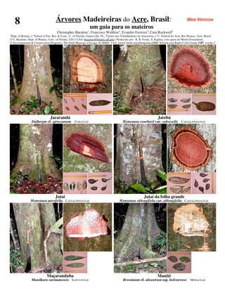 8                                 Árvores Madeireiras do Acre, Brasil:                                                                         WEB VERSION
                                                                  um guia para os mateiros
                                       Christopher Baraloto1, Francisco Walthier2, Evandro Ferreira3, Cara Rockwell4
1
  Dept. of Botany, e 4 School of For. Res. & Cons., U. of Florida, Gainesville, FL; 2Centro dos Trabalhadores da Amazonia, e 3U. Federal do Acre, Rio Branco, Acre, Brasil.
© C. Baraloto, Dept. of Botany, Univ. of Florida, 32611 USA (baraloto@botany.ufl.edu). Produzido por: R. B. Foster, S. Kaplan, com apoio de Moore Foundation.
© Environmental & Conservation Programs, The Field Museum, Chicago, IL 60605 USA. [www.fmnh.org/plantguides][RRC@fmnh.org] Rapid Color Guide #187 versão 2




                                 Jacarandá                                                                                 Jatobá
                  Dalbergia cf. spruceanum FABACEAE                                           Hymenaea courbaril var. subsessilis CAESALPINIACEAE




                                     Jutaí                                                                     Jutaí da folha grande
                 Hymenaea parvifolia CAESALPINIACEAE                                       Hymenaea oblongifolia var. oblongifolia CAESALPINIACEAE




                              Maçaranduba                                                                                  Manitê
                  Manilkara surinamensis SAPOTACEAE                                           Brosimium cf. alicastrum ssp. bolivarense               MORACEAE
 