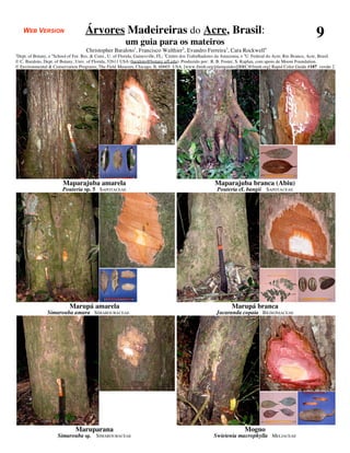WEB VERSION                     Árvores Madeireiras do Acre, Brasil:                                                                                     9
                                                         um guia para os mateiros
                                     Christopher Baraloto1, Francisco Walthier2, Evandro Ferreira3, Cara Rockwell4
1
Dept. of Botany, e School of For. Res. & Cons., U. of Florida, Gainesville, FL; 2Centro dos Trabalhadores da Amazonia, e 3U. Federal do Acre, Rio Branco, Acre, Brasil.
                  4

© C. Baraloto, Dept. of Botany, Univ. of Florida, 32611 USA (baraloto@botany.ufl.edu). Produzido por: R. B. Foster, S. Kaplan, com apoio de Moore Foundation.
© Environmental & Conservation Programs, The Field Museum, Chicago, IL 60605 USA. [www.fmnh.org/plantguides][RRC@fmnh.org] Rapid Color Guide #187 versão 2




                        Maparajuba amarela                                                              Maparajuba branca (Abiu)
                        Pouteria sp. 5 SAPOTACEAE                                                        Pouteria cf. bangii SAPOTACEAE




                            Marupá amarela                                                                       Marupá branca
                Simarouba amara SIMAROUBACEAE                                                            Jacaranda copaia BIGNONIACEAE




                               Maruparana                                                                               Mogno
                      Simarouba sp. SIMAROUBACEAE                                                      Swietenia macrophylla MELIACEAE
 