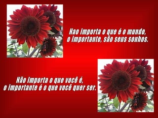 . Nao importa o que é o mundo, o importante, são seus sonhos. Não importa o que você é, o importante é o que você quer ser. 