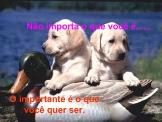 Não importa o que você é...... O importante é o que você quer ser. 