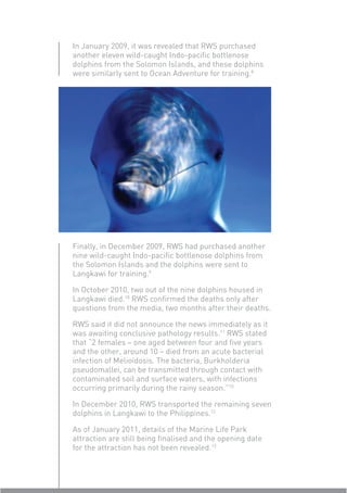 In January 2009, it was revealed that RWS purchased
another eleven wild-caught Indo-paciﬁc bottlenose
dolphins from the Solomon Islands, and these dolphins
were similarly sent to Ocean Adventure for training.8




Finally, in December 2009, RWS had purchased another
nine wild-caught Indo-paciﬁc bottlenose dolphins from
the Solomon Islands and the dolphins were sent to
Langkawi for training.9

In October 2010, two out of the nine dolphins housed in
Langkawi died.10 RWS conﬁrmed the deaths only after
questions from the media, two months after their deaths.

RWS said it did not announce the news immediately as it
was awaiting conclusive pathology results.11 RWS stated
that “2 females – one aged between four and ﬁve years
and the other, around 10 – died from an acute bacterial
infection of Melioidosis. The bacteria, Burkholderia
pseudomallei, can be transmitted through contact with
contaminated soil and surface waters, with infections
occurring primarily during the rainy season.”10

In December 2010, RWS transported the remaining seven
dolphins in Langkawi to the Philippines.12

As of January 2011, details of the Marine Life Park
attraction are still being ﬁnalised and the opening date
for the attraction has not been revealed.13
 