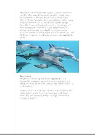 Studies in the United States suggest that an inordinate
number of captive dolphins succumb to typical stress-
related illnesses such as heart attacks and gastric
ulcers.27 It can hardly be sheer coincidence that virtually
identical disorders affect millions of human beings
forced to endure tedious and repetitive menial work.27
These stress-related illnesses are associated with
animals who are presented with no options during
stressful events.29 Clinical signs associated with this type
of stress response include gastric ulcers and eventually
death.29




Conclusion
All of this compelling evidence suggests that it is
impossible to accommodate the mental, physical and
social needs of dolphins in captivity and that it is cruel to
conﬁne them.28

Indeed, once captured and conﬁned, most dolphins will
never again escape their nightmare world of stress,
insecurity and neurosis, except through the merciful
release of death.27
 