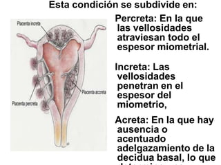 Esta condición se subdivide en:
Percreta: En la que
las vellosidades
atraviesan todo el
espesor miometrial.
Increta: Las
vellosidades
penetran en el
espesor del
miometrio,
Acreta: En la que hay
ausencia o
acentuado
adelgazamiento de la
decidua basal, lo que
 