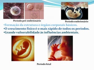 •Formação da estrutura e órgãos corporais básicos.
•O crescimento físico é o mais rápido de todos os períodos.
•Grande vulnerabilidade às influências ambientais.
Período embrionário
Período fetal
Período pré-embrionário
 