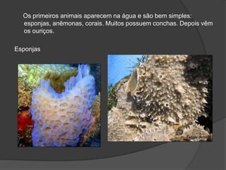 Os primeiros animais aparecem na água e são bem simples:
  esponjas, anêmonas, corais. Muitos possuem conchas. Depois vêm
  os ouriços.

Esponjas
 