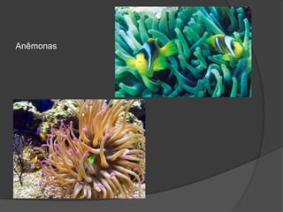 Anêmonas
 