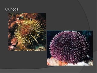 Ouriços
 