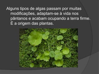 Alguns tipos de algas passam por muitas
  modificações, adaptam-se à vida nos
  pântanos e acabam ocupando a terra firme.
  É a origem das plantas.
 