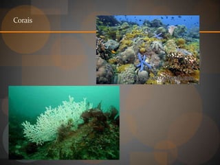 Corais
 