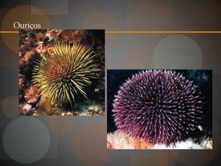 Ouriços
 