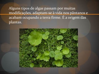 Alguns tipos de algas passam por muitas
modificações, adaptam-se à vida nos pântanos e
acabam ocupando a terra firme. É a origem das
plantas.
 