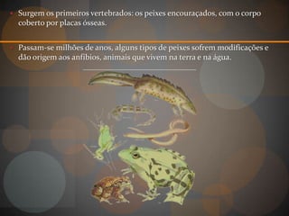  Surgem os primeiros vertebrados: os peixes encouraçados, com o corpo
  coberto por placas ósseas.


 Passam-se milhões de anos, alguns tipos de peixes sofrem modificações e
  dão origem aos anfíbios, animais que vivem na terra e na água.
 