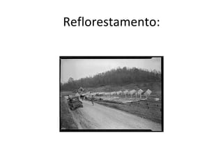 Reflorestamento: 
