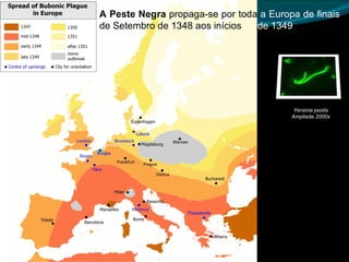 A Peste Negra  propaga-se por toda  a Europa de finais  de Setembro de 1348 aos inícios  de 1349 . Yersinia pestis Ampliada 2000x 