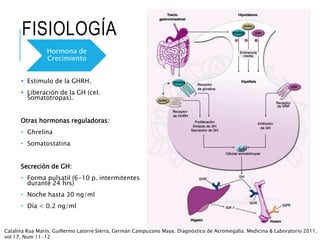 FISIOLOGÍA
 Estimulo de la GHRH.
 Liberación de la GH (cel.
Somatotropas).
Otras hormonas reguladoras:
• Ghrelina
• Somatostatina
Secreción de GH:
• Forma pulsatil (6-10 p. intermitentes
durante 24 hrs)
• Noche hasta 30 ng/ml
• Día < 0.2 ng/ml
Hormona de
Crecimiento
Catalina Rua Marín, Guillermo Latorre Sierra, Germán Campuzano Maya. Diagnóstico de Acromegalia. Medicina & Laboratorio 2011,
vol 17, Num 11-12
 
