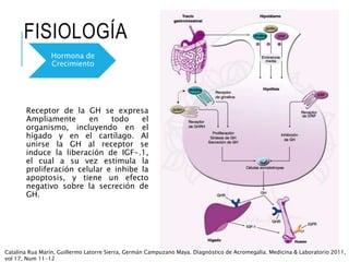 FISIOLOGÍA
Receptor de la GH se expresa
Ampliamente en todo el
organismo, incluyendo en el
hígado y en el cartílago. Al
unirse la GH al receptor se
induce la liberación de IGF-.1,
el cual a su vez estimula la
proliferación celular e inhibe la
apoptosis, y tiene un efecto
negativo sobre la secreción de
GH.
Hormona de
Crecimiento
Catalina Rua Marín, Guillermo Latorre Sierra, Germán Campuzano Maya. Diagnóstico de Acromegalia. Medicina & Laboratorio 2011,
vol 17, Num 11-12
 