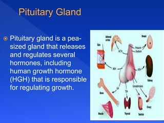  Pituitary gland is a pea-
sized gland that releases
and regulates several
hormones, including
human growth hormone
(HGH) that is responsible
for regulating growth.
 