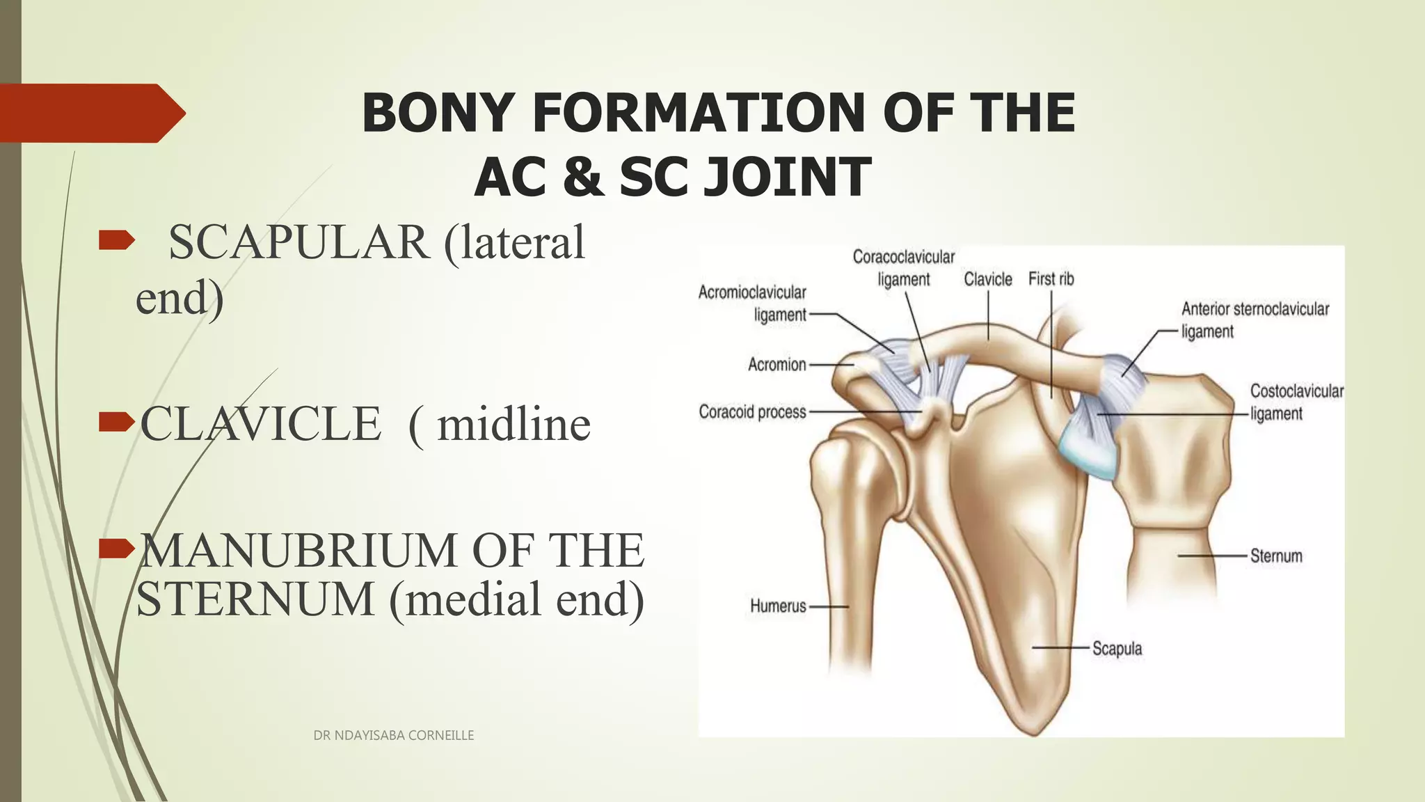 Acromioclavicular and sternoclavicular joint | PPTX