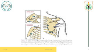 BIOMECHANICS OF SHOULDER COMPLEX - ACROMIOCLAVICULAR JOINT | PDF