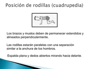 Los brazos y muslos deben de permanecer extendidos y
alineados perpendicularmente.

Las rodillas estarán paralelas con una separación
similar a la anchura de los hombros.

Espalda plana y dedos abiertos mirando hacia delante.
 