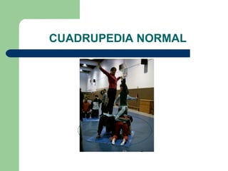 CUADRUPEDIA NORMAL 
