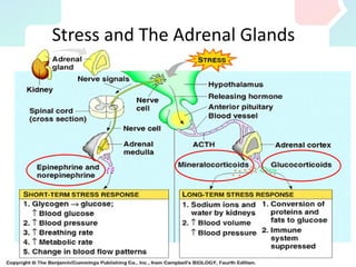 Stress and The Adrenal Glands
 