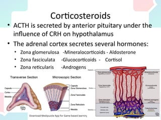 Corticosteroids
• ACTH is secreted by anterior pituitary under the
influence of CRH on hypothalamus
• The adrenal cortex secretes several hormones:
• Zona glomerulosa -Mineralocorticoids - Aldosterone
• Zona fasciculata -Glucocorticoids - Cortisol
• Zona reticularis -Androgens
 