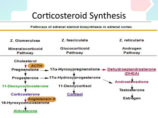 Corticosteroid Synthesis
 