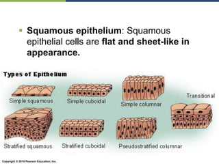 ACS-1 - Tissue Level of Organization.ppt