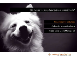 ACS: How do you expand your audience on social media?




                            Presentation by ali bullock

                         Co-founder animals in photos

                       Global Social Media Manager CX
 
