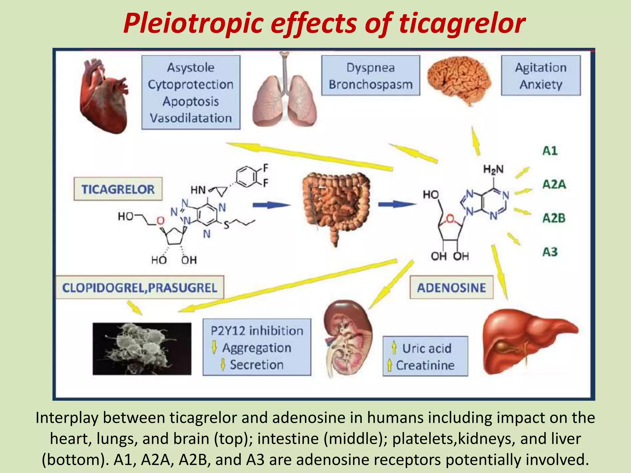 Interplay between ticagrelor and adenosine in humans including impact on the
heart, lungs, and brain (top); intestine (middle); platelets,kidneys, and liver
(bottom). A1, A2A, A2B, and A3 are adenosine receptors potentially involved.
Pleiotropic effects of ticagrelor
 