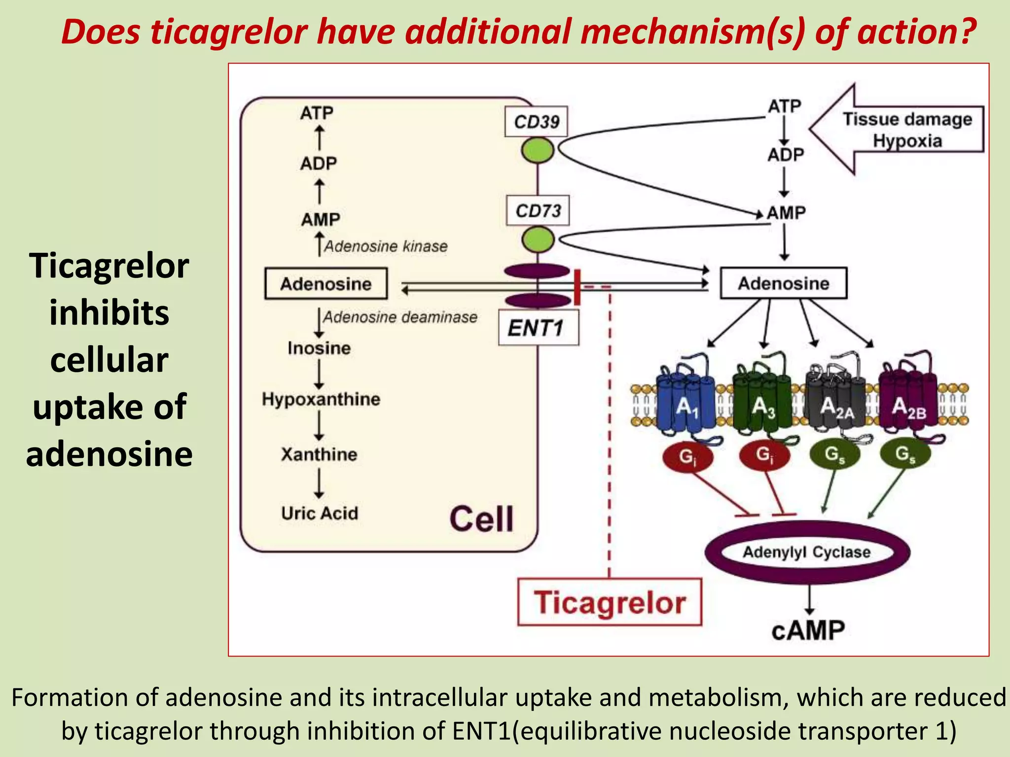 Ticagrelor
inhibits
cellular
uptake of
adenosine
Formation of adenosine and its intracellular uptake and metabolism, which are reduced
by ticagrelor through inhibition of ENT1(equilibrative nucleoside transporter 1)
Does ticagrelor have additional mechanism(s) of action?
 