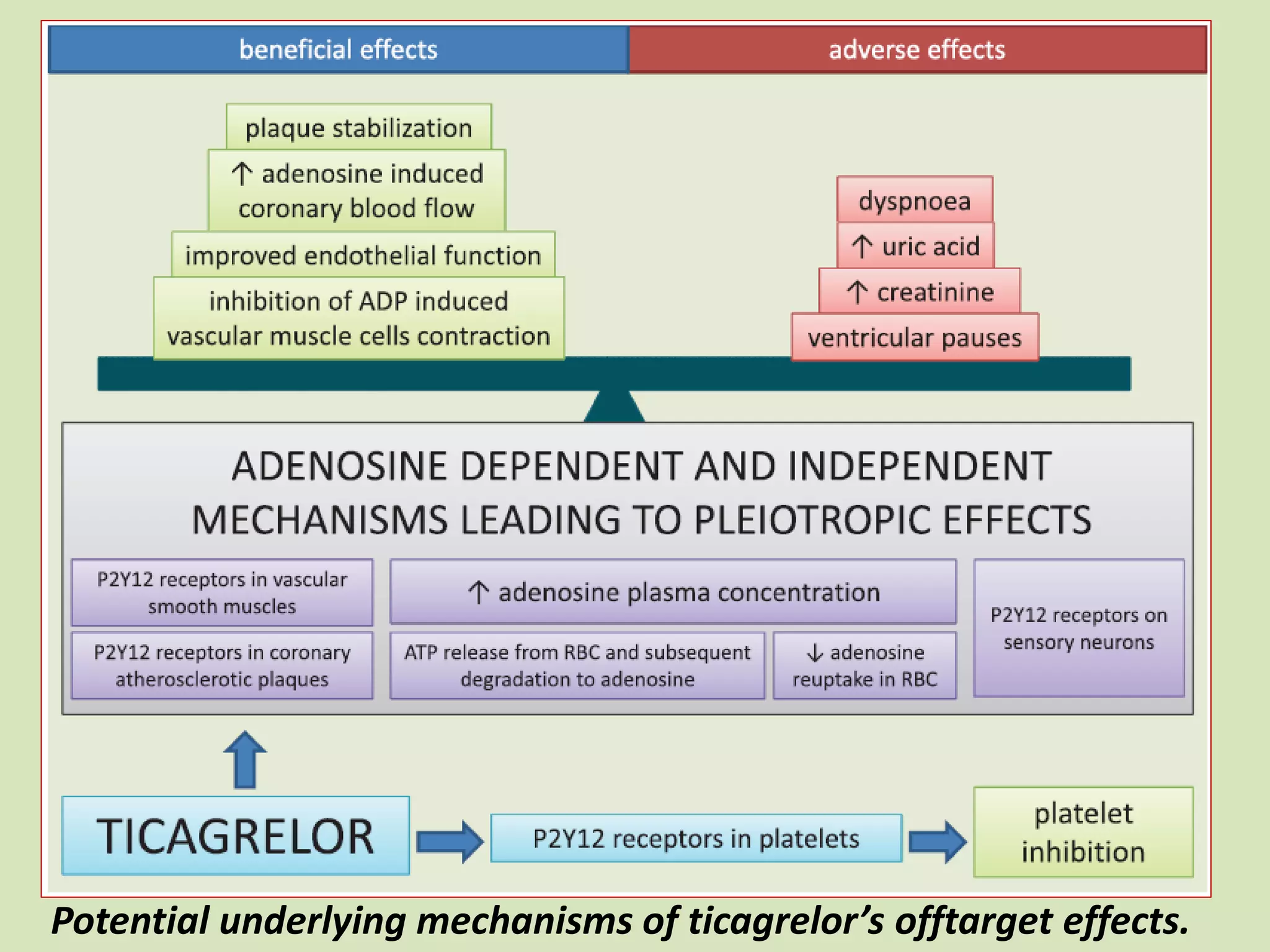 Potential underlying mechanisms of ticagrelor’s offtarget effects.
 