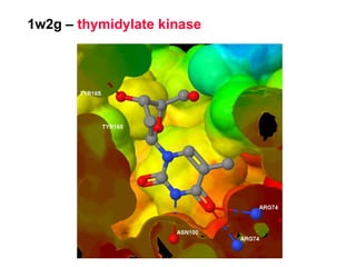 1w2g –  thymidylate kinase 