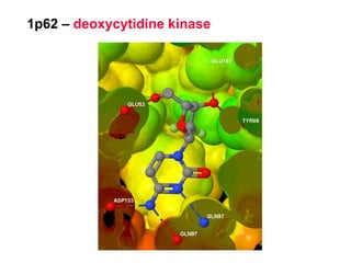 1p62 –  deoxycytidine kinase 